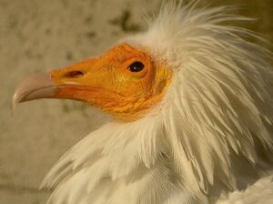 Vautour percnoptère