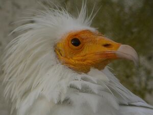 Vautour percnoptère