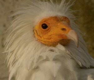 Vautour percnoptère