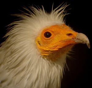 Vautour percnoptère