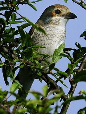 Red-backed Shrike 
&copy; Roland Roger