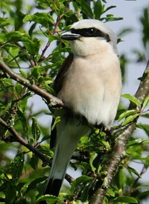Red-backed Shrike 
&copy; Roland Roger