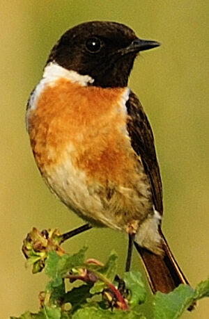 European Stonechat 
&copy; Roland Roger