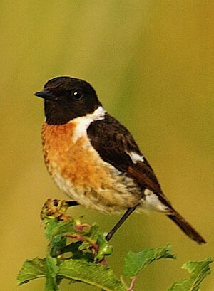 European Stonechat 
&copy; Roland Roger