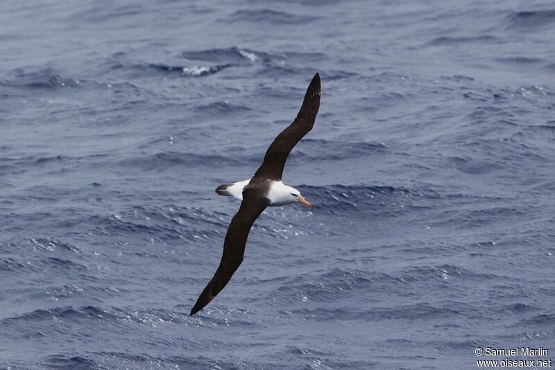 Albatros à sourcils noirsadulte, Vol