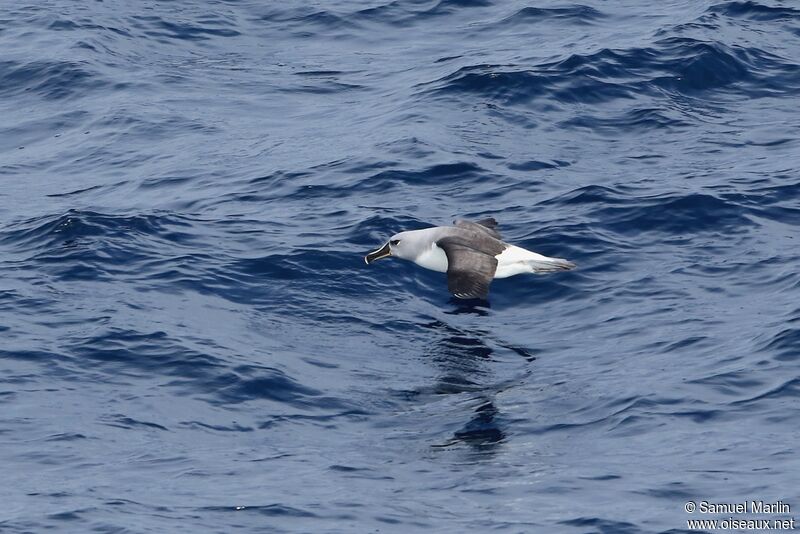 Grey-headed Albatrossadult, Flight