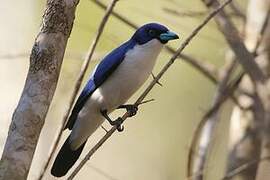 Madagascar Blue Vanga