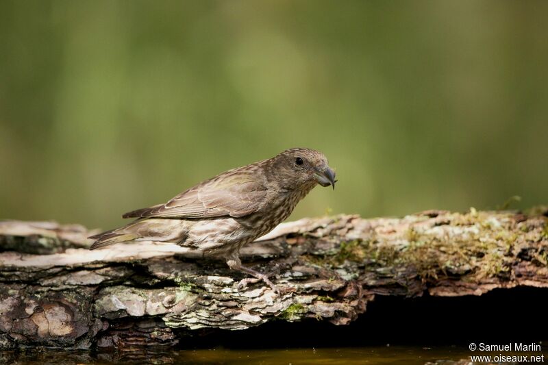 Red Crossbill female adult