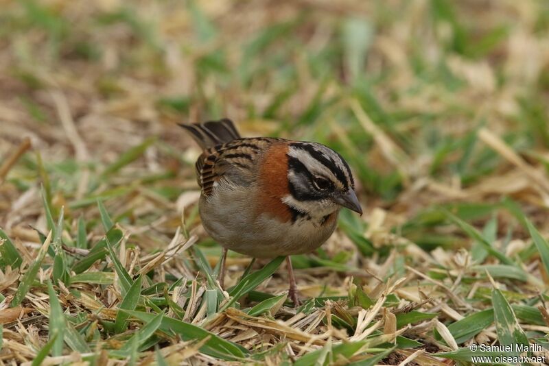 Rufous-collared Sparrowadult