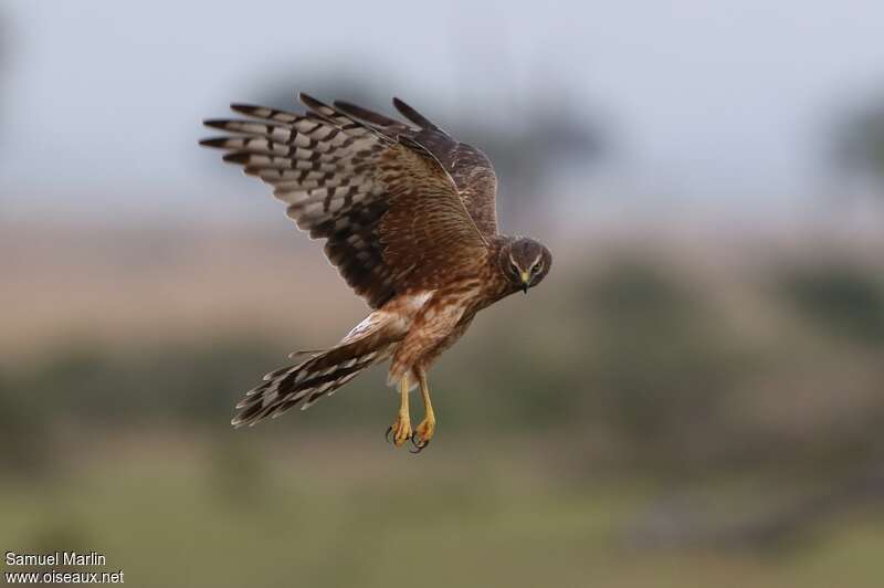Pallid Harrier female immature, pigmentation, Flight