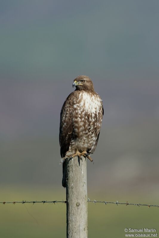 Red-tailed Hawkadult
