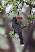 Crowned Hornbill