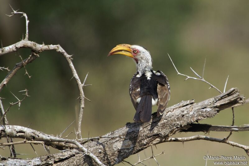 Southern Yellow-billed Hornbill male adult