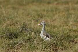Cape Teal