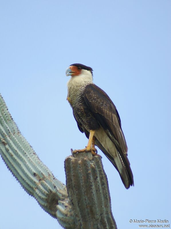 Crested Caracara (cheriway) male adult