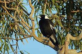Australian Magpie