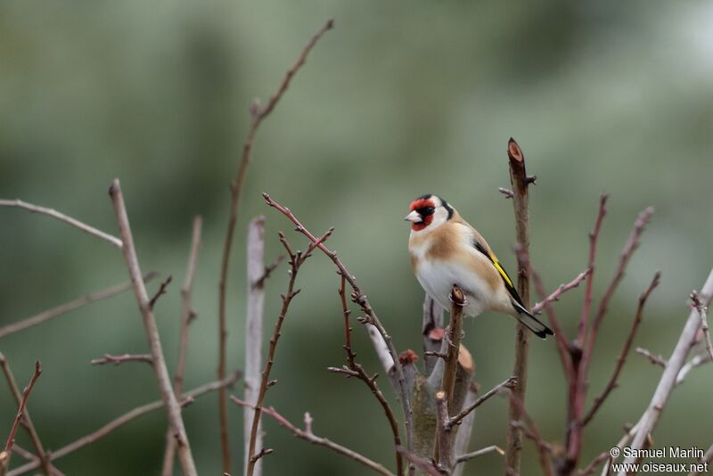 European Goldfinch male