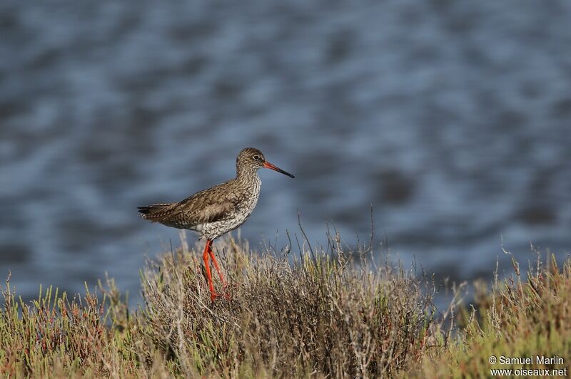 Common Redshank male adult