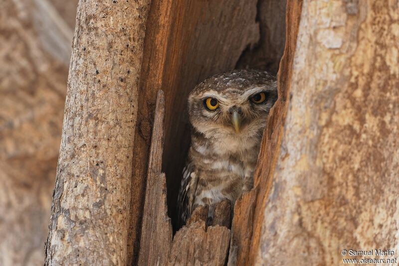 Spotted Owletadult, habitat