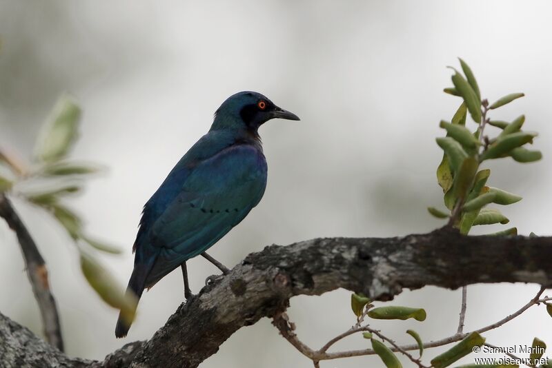Miombo Blue-eared Starling