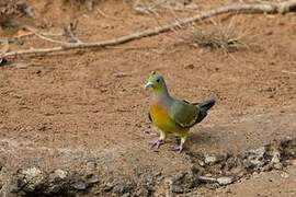 Orange-breasted Green Pigeon