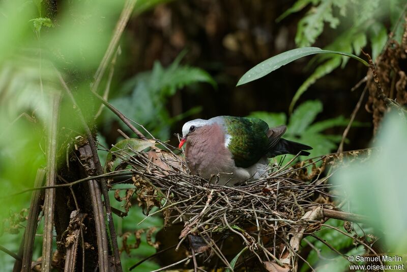 Common Emerald Doveadult, Reproduction-nesting