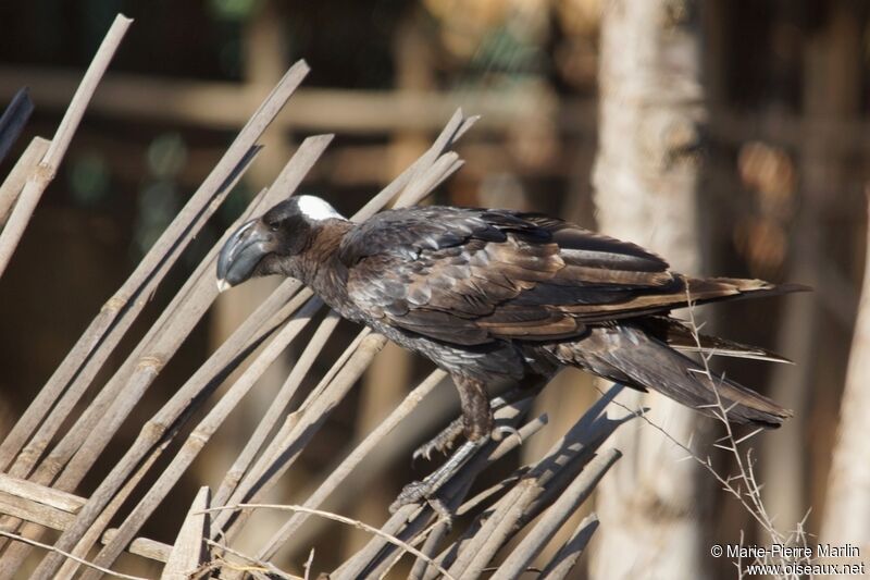 Corbeau corbivauadulte