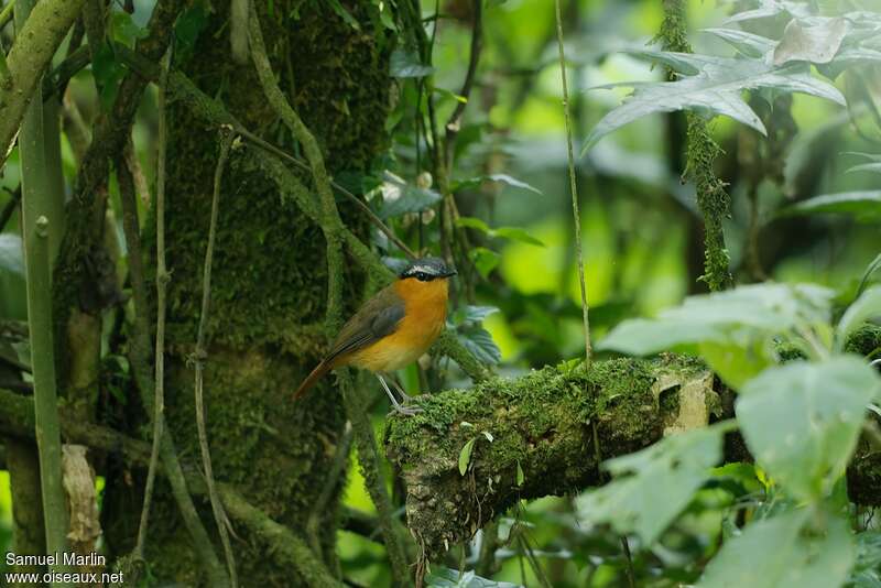 Grey-winged Robin-Chatadult, habitat