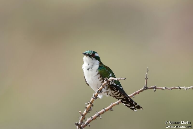 Diederik Cuckoo male adult