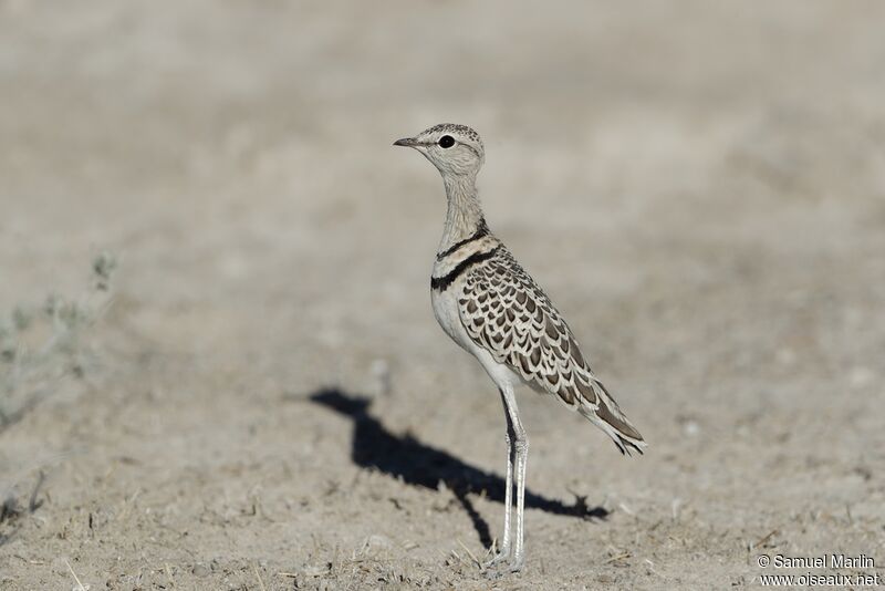 Double-banded Courser male adult