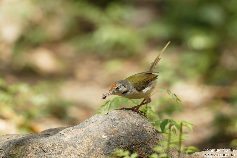 Common Tailorbird male adult, fishing/hunting
