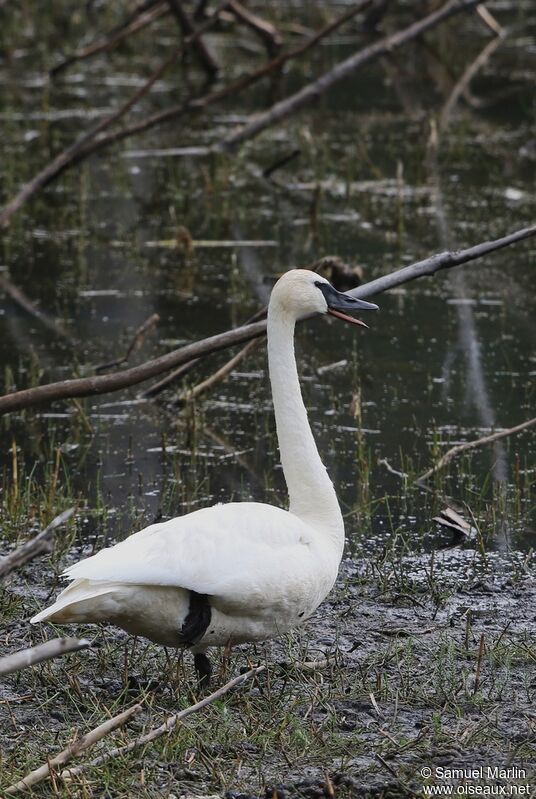 Trumpeter Swan female adult