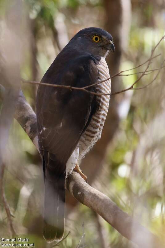 Madagascan Sparrowhawkadult, identification