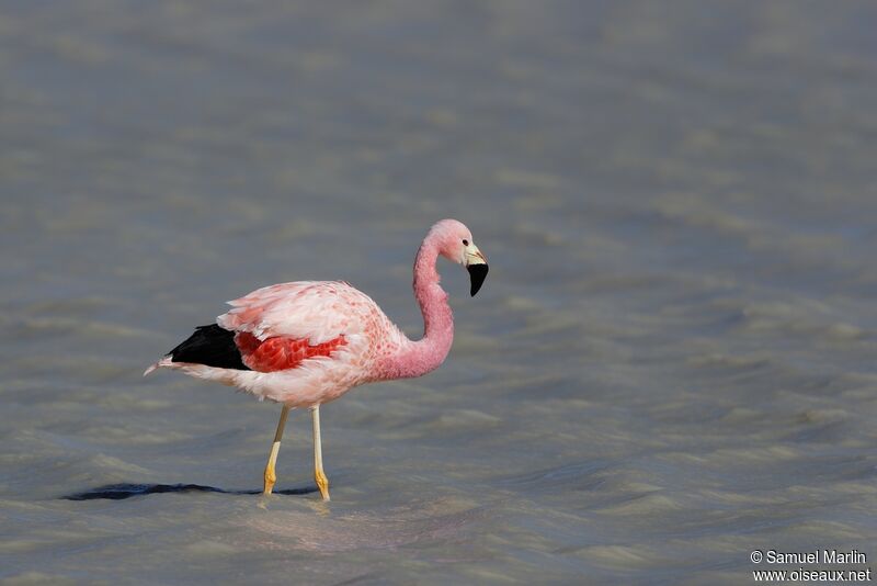 Andean Flamingoadult