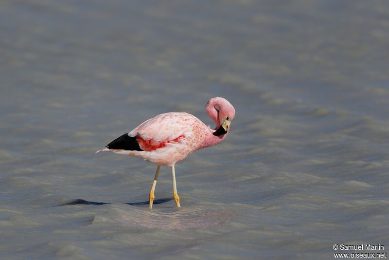 Andean Flamingoadult, care
