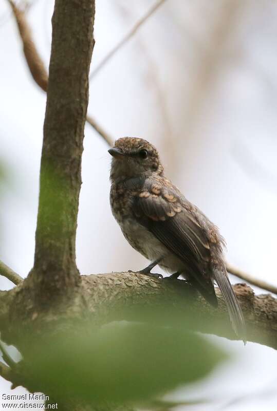 Ashy Flycatcherjuvenile, identification