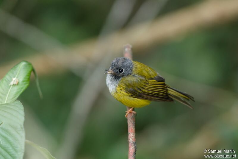 Grey-headed Canary-flycatcheradult