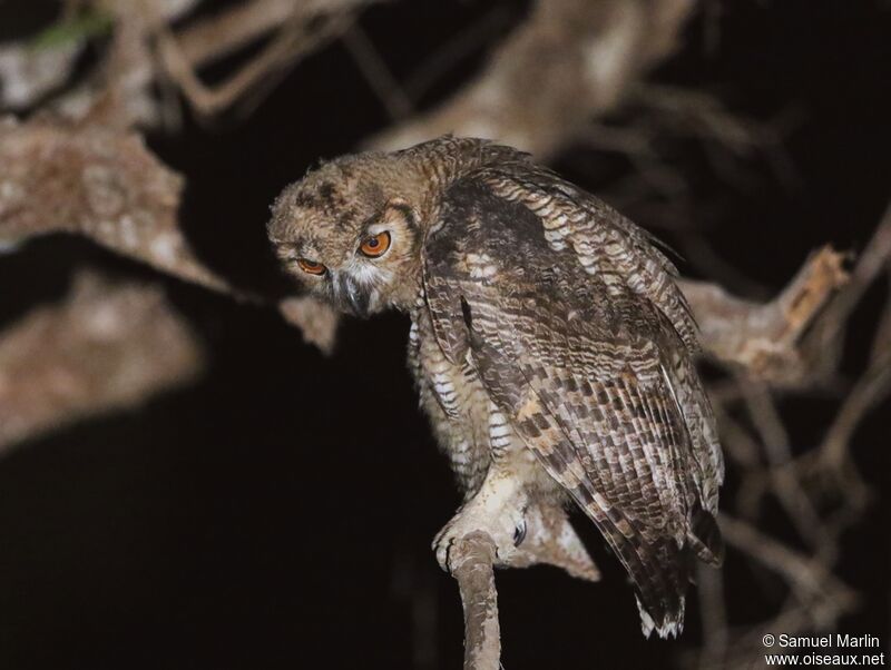 Great Horned Owljuvenile