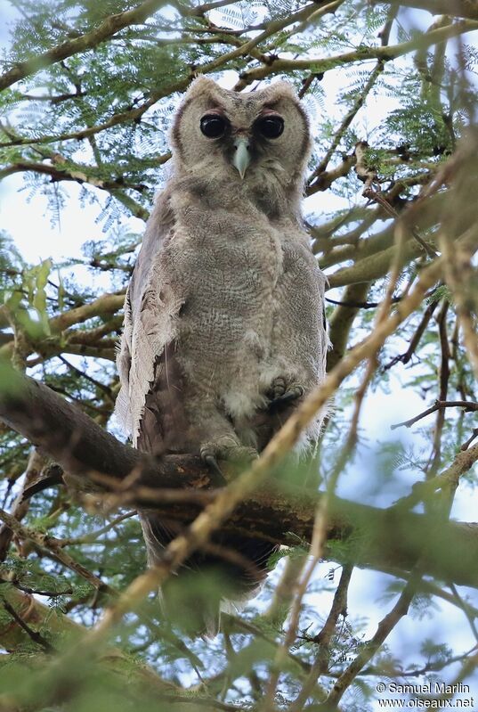 Verreaux's Eagle-Owljuvenile