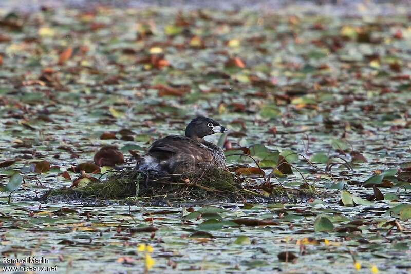 Pied-billed Grebe female adult, camouflage, pigmentation, Reproduction-nesting