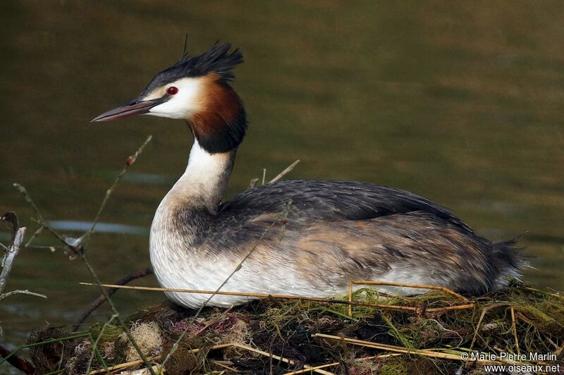 Great Crested Grebe female adult, Reproduction-nesting