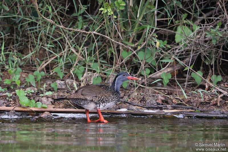 African Finfoot male adult