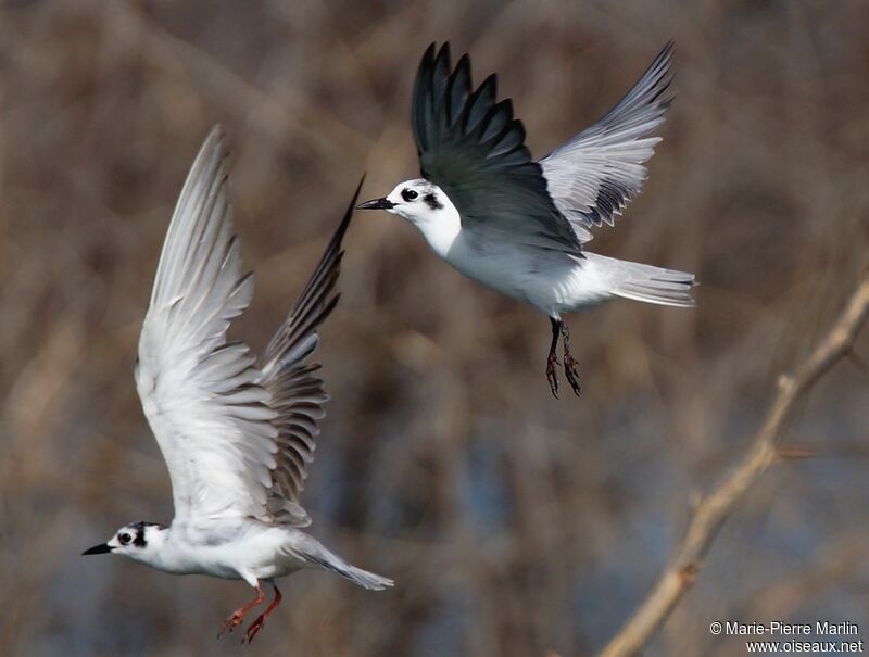 White-winged Ternimmature, Flight