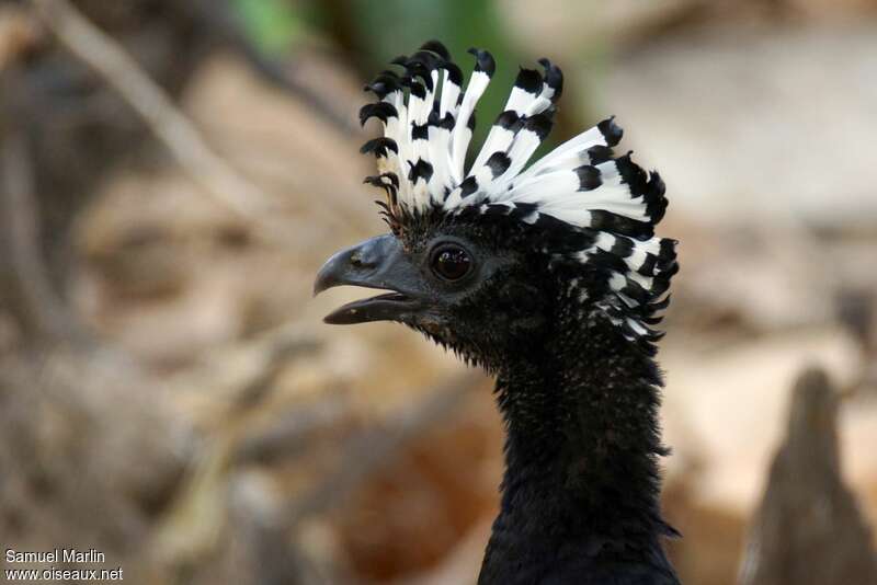 Bare-faced Curassow female adult, close-up portrait