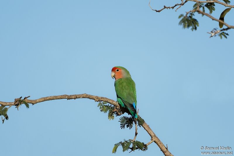 Rosy-faced Lovebird male adult