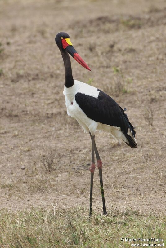 Saddle-billed Stork female adult