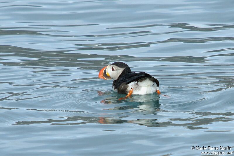 Atlantic Puffin male adult