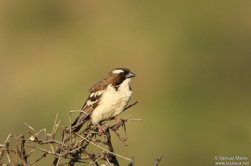 White-browed Sparrow-Weaver male adult