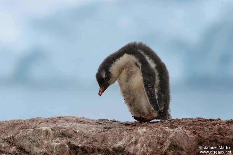 Gentoo PenguinPoussin