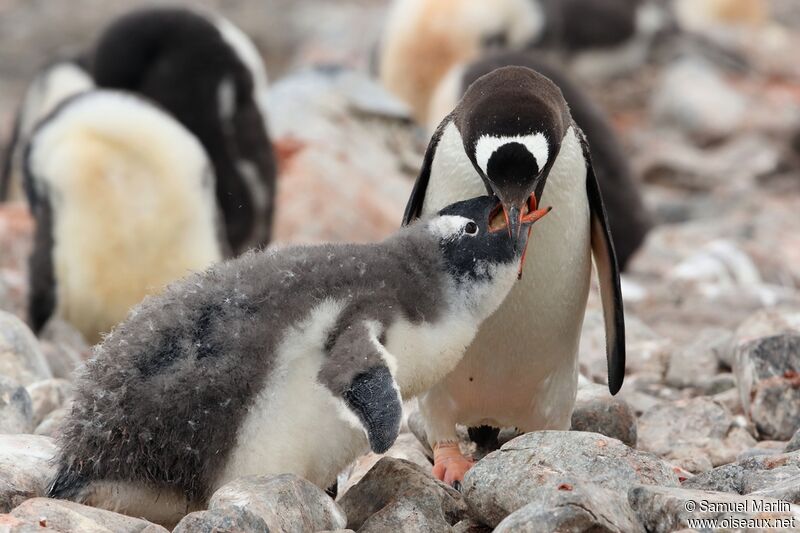 Gentoo Penguin, eats